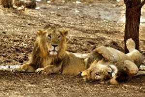 Gir National Park